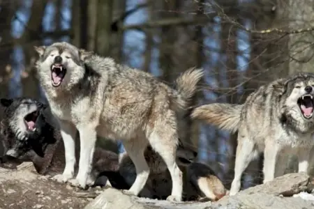 İmişlidə canavarlar kəndə hücum etdilər