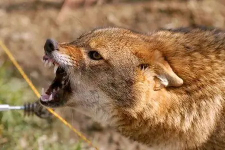 Ucarda kəndə çaqqal hücumu - 3 nəfər xəsarət aldı