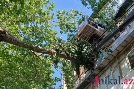 Mingəçevirdə külək ağacları aşırdı – FOTOLAR