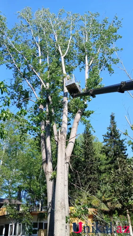 Mingəçevirdə külək ağacları aşırdı – FOTOLAR