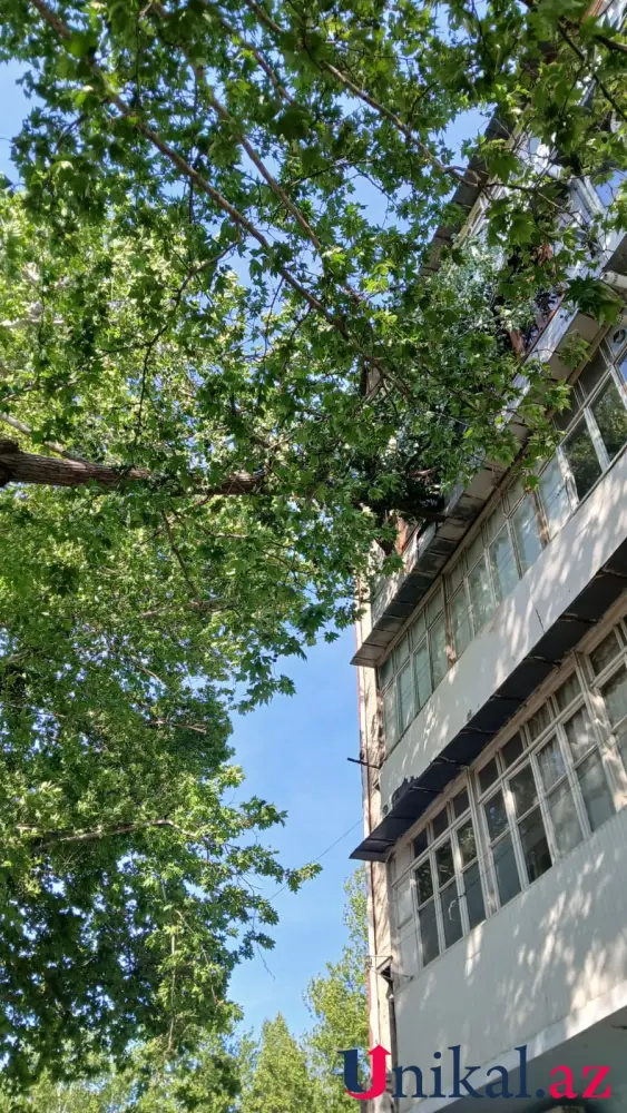 Mingəçevirdə külək ağacları aşırdı – FOTOLAR