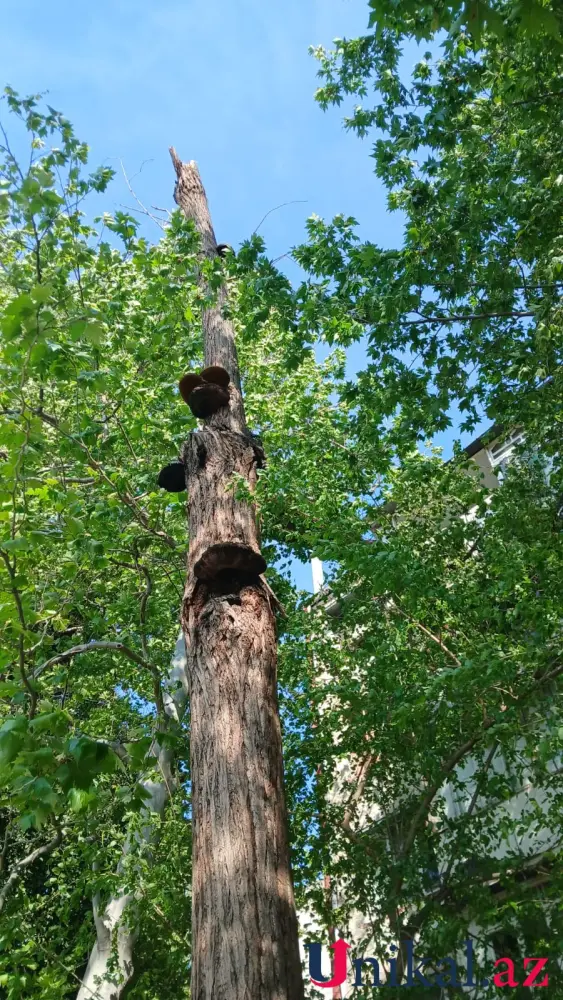 Mingəçevirdə külək ağacları aşırdı – FOTOLAR