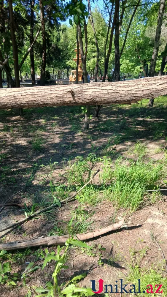 Mingəçevirdə külək ağacları aşırdı – FOTOLAR