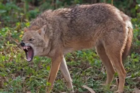 Ucarda çaqqal sakinlərə hücum etdi, xəsarət alanlar var - Video