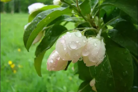 Azərbaycanda bəzi yerlərə yağış yağır - FAKTİKİ HAVA