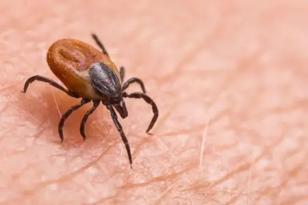 Gənə dişləməsindən sonra infeksiyaya yoluxmanın əlamətləri açıqlandı