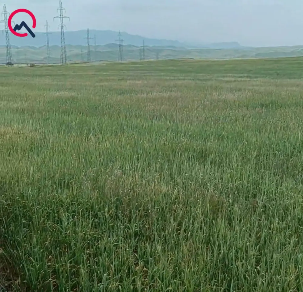 Çəyirtkələr taxıl sahələrinə ciddi ziyan vurdu – FOTO