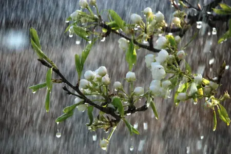 Yazın ortasında qış havası – Bərəkət, yoxsa təhlükə?