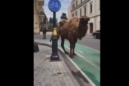 Bakının mərkəzində görüntülənən dəvə hər kəsi təəccübləndirdi 