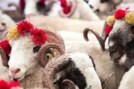 Qurban bayramı gəlmədən qiymət xəbəri gəldi: Süni qiymət artımı gözlənilir? 