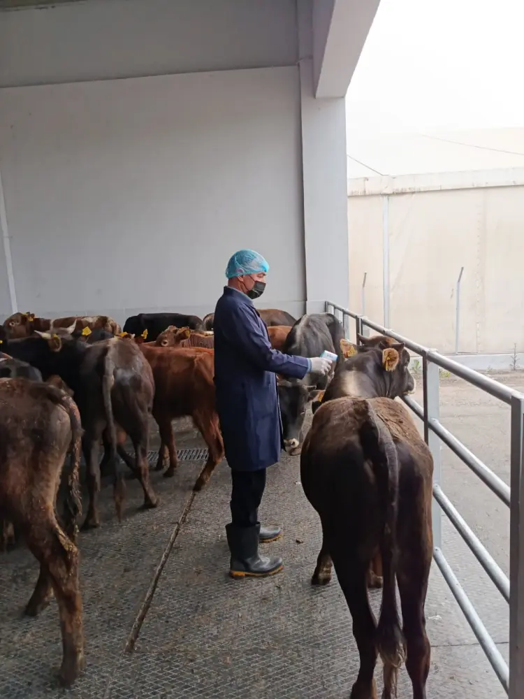 AQTA bu heyvanların ölkəyə idxalının qarşısını aldı - FOTOLAR