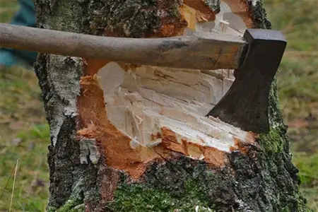Yaşıllıqları məhv etdilər: Təbiətə 150 min manata yaxın ziyan vuruldu 