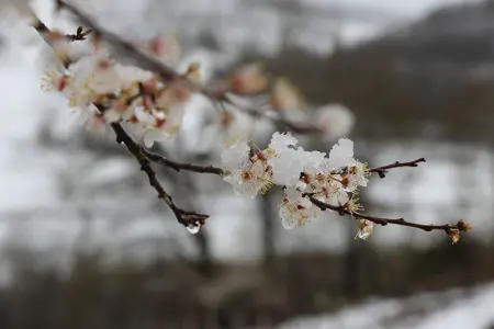 Bu ərazilərə qar yağıb