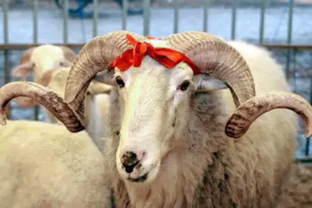 Qurban bayramı yaxınlaşır: Bazarda qiymətlər necədir?