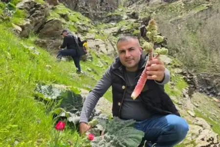 Kilosu 37 manatdan 10 AZN-ə düşdü: Sübh tezdən dağdan yığılır - FOTO