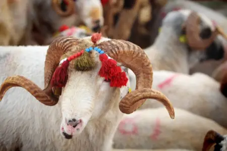 QMİ Qurban bayramı ilə bağlı fətva verdi