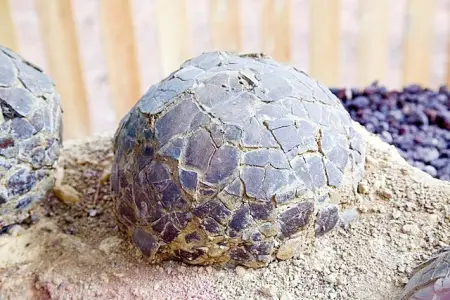 72 milyon illik dinozavr yumurtaları tapıldı