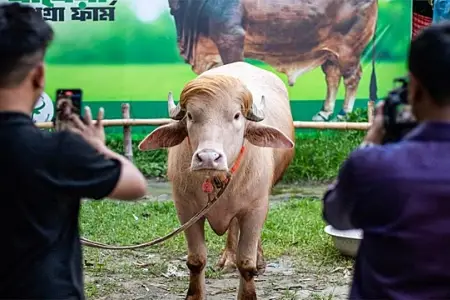"Tramp” qurban kəsilməkdən necə xilas oldu? - Foto