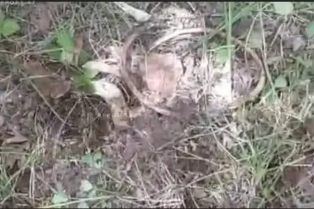 Ağdərədə insana məxsus sümük qalıqları aşkar edildi