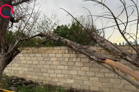 Gəncədə güclü külək ağacları aşırdı - Fotolar