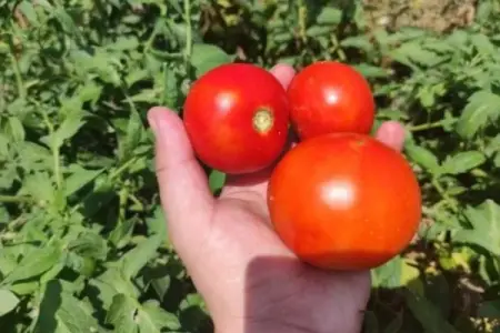 Azərbaycanda bu, ilk dəfə yaradılacaq
