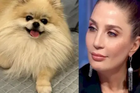 Əməkdar artist itini axtarır