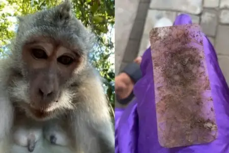 Meymun turistin telefonunu oğurlayıb selfi çəkdi - Foto