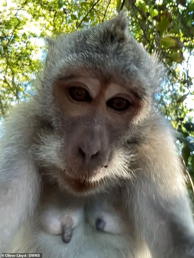 Meymun turistin telefonunu oğurlayıb selfi çəkdi - Foto