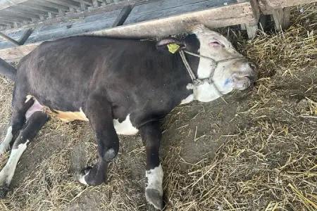 Cəlilabadda heyvanlar kütləvi qırılır - FOTO