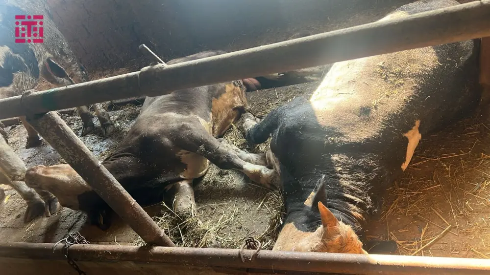 Cəlilabadda heyvanlar kütləvi qırılır - FOTO