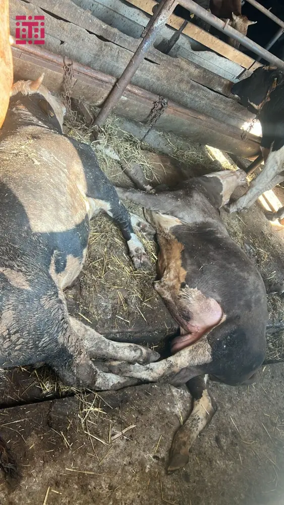 Cəlilabadda heyvanlar kütləvi qırılır - FOTO