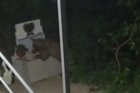 Ayı Xocalıda evin həyətinə girdi - Yeyib-içib geri qayıtdı-Video