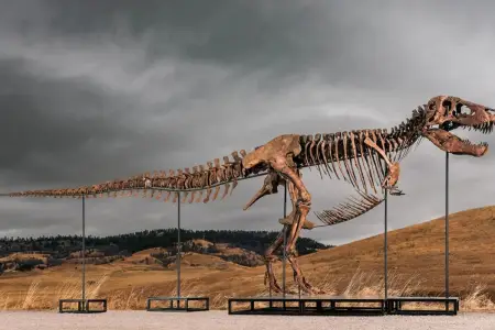 ABŞ-də dinozavr skeleti rekord qiymətə satıldı