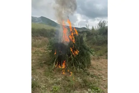 Şuşada 1 ton çətənə kolu məhv edildi