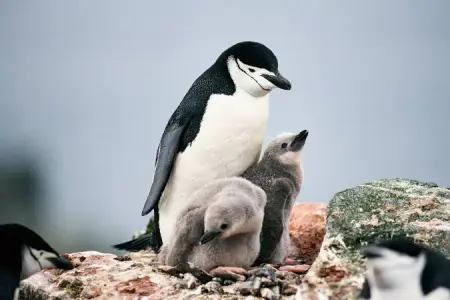 Sərinləmək istəyən pinqvin zooparkdan qaçdı