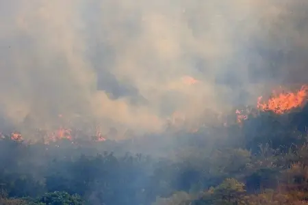 WWF: İtaliyada meşə yanğınları 70 min hektar ərazini məhv edib