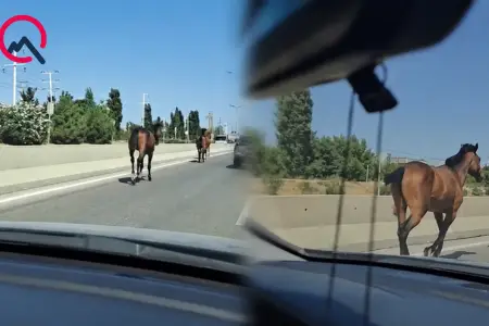 Bakıda magistralla qaçan cins atlar kimindir? - Video