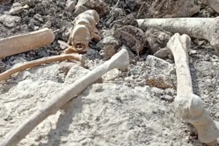 Şuşakənddə insan sümüyünə bənzər qalıqlar tapıldı - Araşdırma aparılır