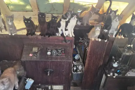 Polis tərk edilmiş qayığa girdi, qarşısına çıxan mənzərə şoka saldı