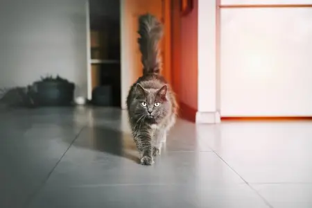 Pişiyiniz xoşbəxtdirsə, bunu 7 əlamətdən anlaya bilərsiniz