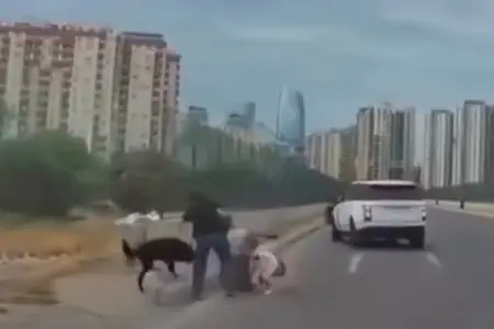Bakıda sahibsiz it uşaqlı qadına hücum etdi - Video