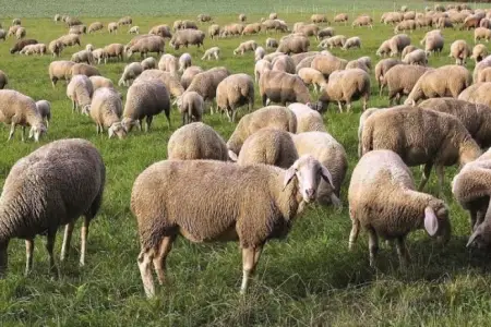 5500 qoyun oğurlandı