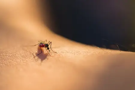 Şəhər meri ağcaqanadlara uçmağı qadağan etdi