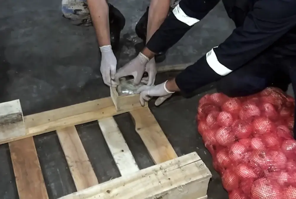 Soğanın içindən 25 kq marixuana çıxdı - Biləsuvarda əməliyyat