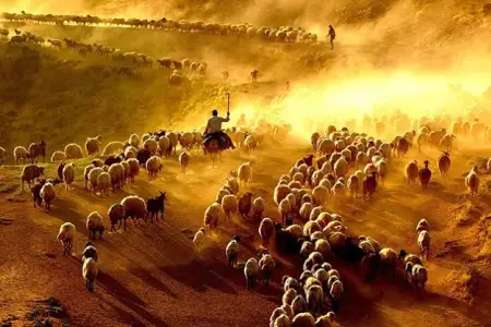 Çoban qıtlığı: 5200 manat maaşa işçi tapılmır