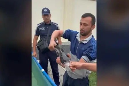 Zirzəmidə köpəkbalığı saxladığı iddia edildi - Video