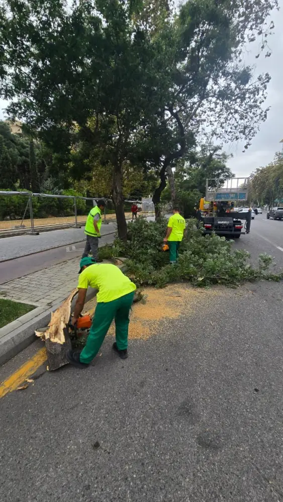 Paytaxtda küləyin fəsadları aradan qaldırılır - Fotolar