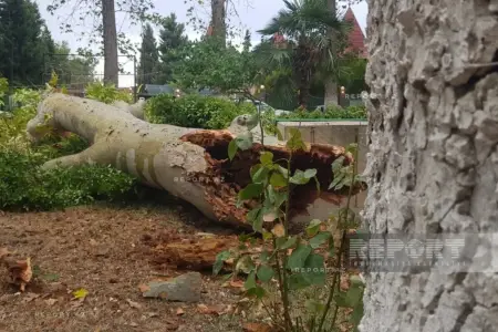 Göyçayda güclü külək ağacları aşırdı
