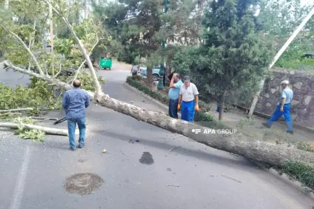 Güclü külək ağacları aşırdı, evlərin damını zədələdi