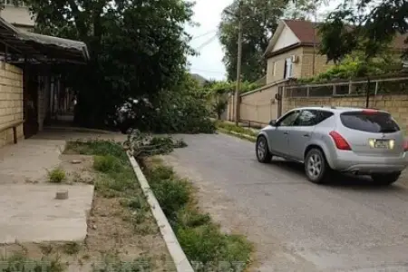 Mingəçevirdə güclü külək ağacları sındırdı